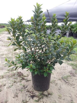 rhododendron-red-formosa-southern-indica-hybrid-azalea