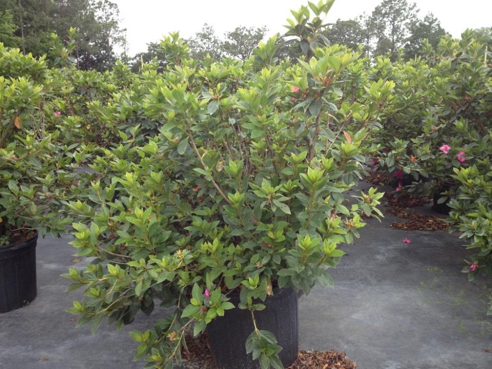 rhododendron-red-formosa-southern-indica-hybrid-azalea