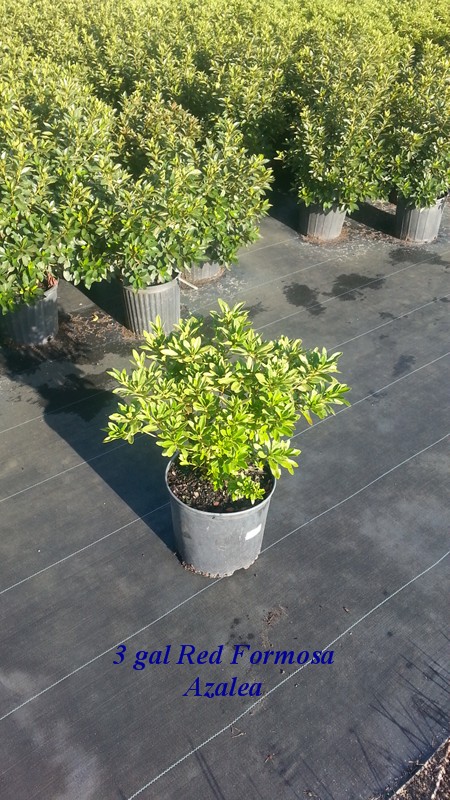 rhododendron-red-formosa-southern-indica-hybrid-azalea