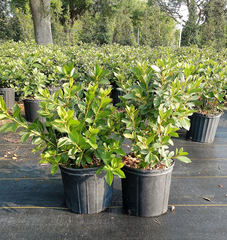 rhododendron-red-formosa-southern-indica-hybrid-azalea