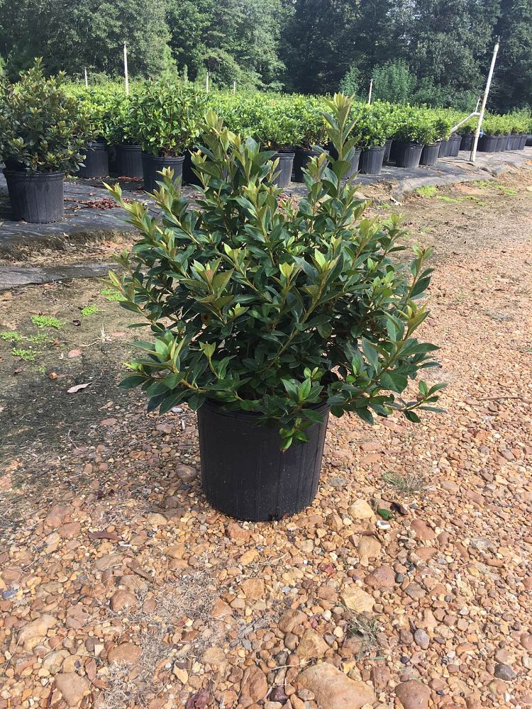 rhododendron-red-formosa-southern-indica-hybrid-azalea