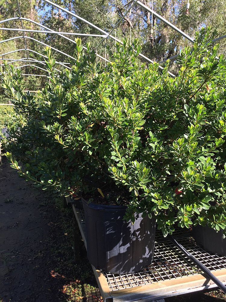 rhododendron-red-formosa-southern-indica-hybrid-azalea