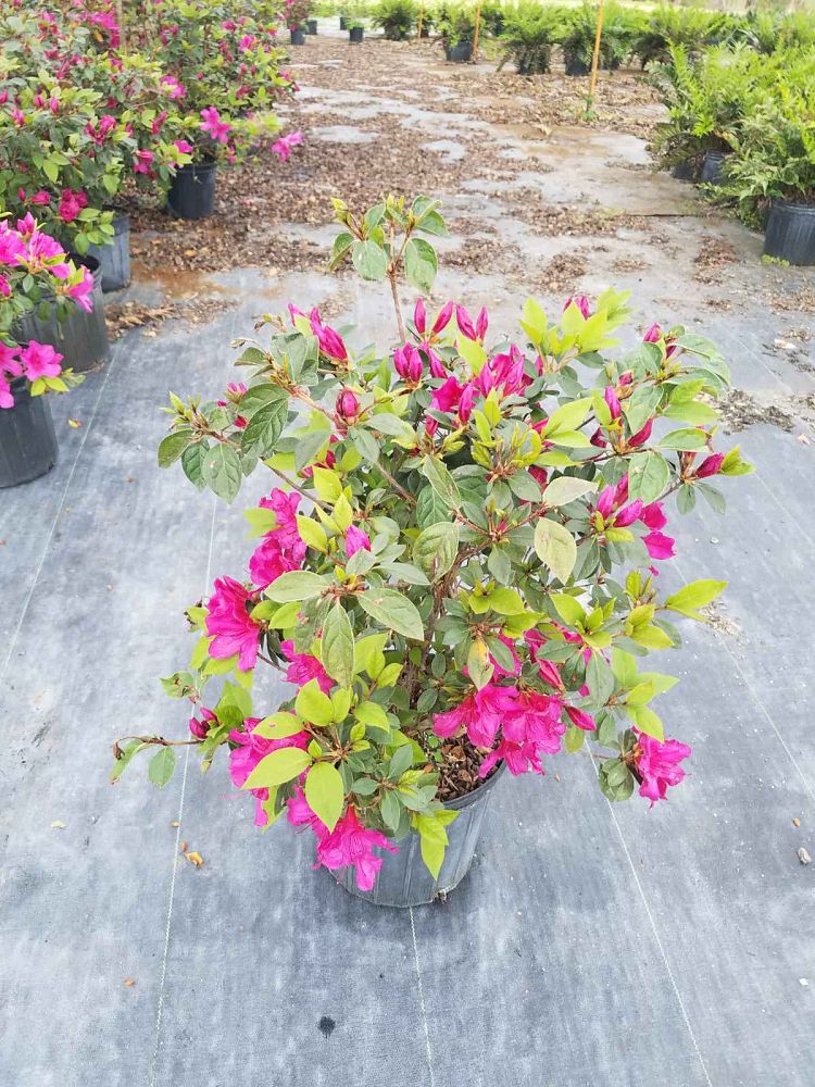 rhododendron-red-formosa-southern-indica-hybrid-azalea