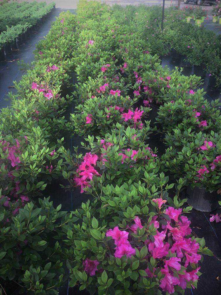 rhododendron-red-formosa-southern-indica-hybrid-azalea