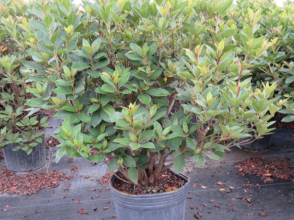 rhododendron-red-formosa-southern-indica-hybrid-azalea