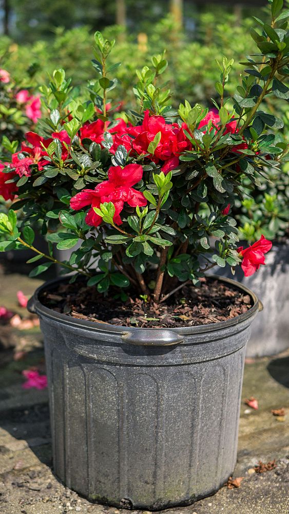 rhododendron-red-formosa-southern-indica-hybrid-azalea