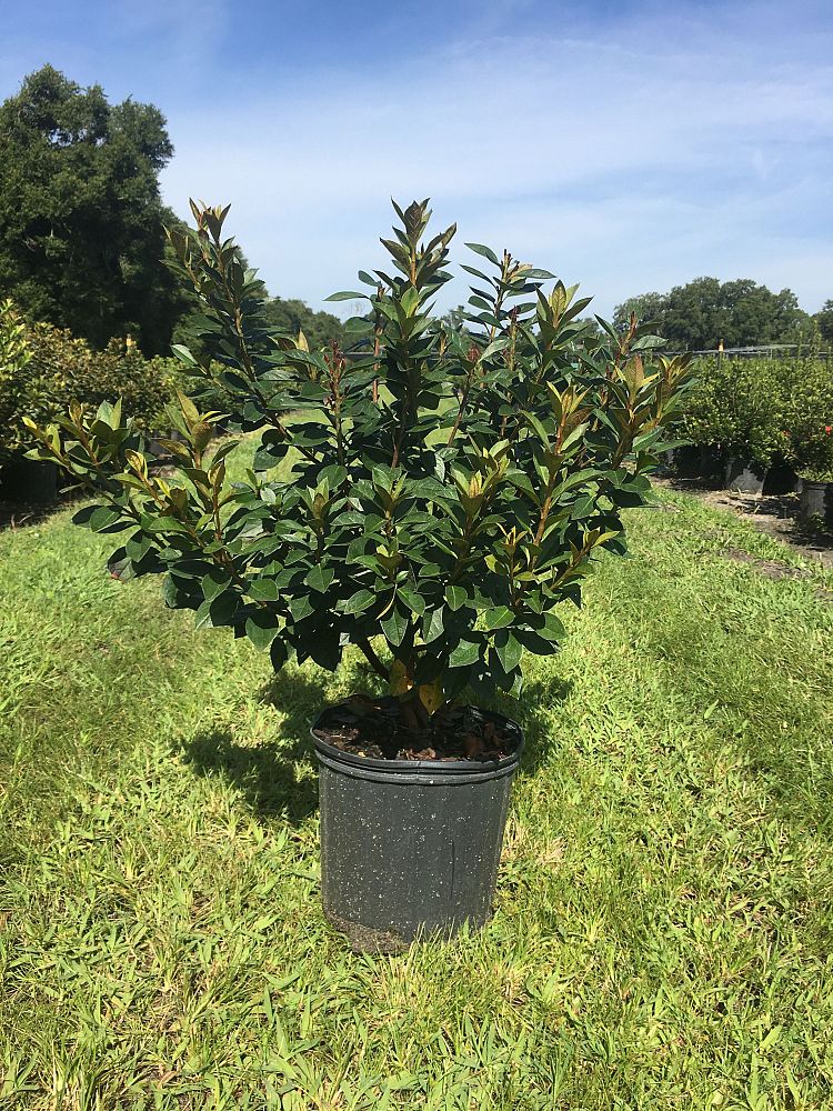 rhododendron-red-formosa-southern-indica-hybrid-azalea