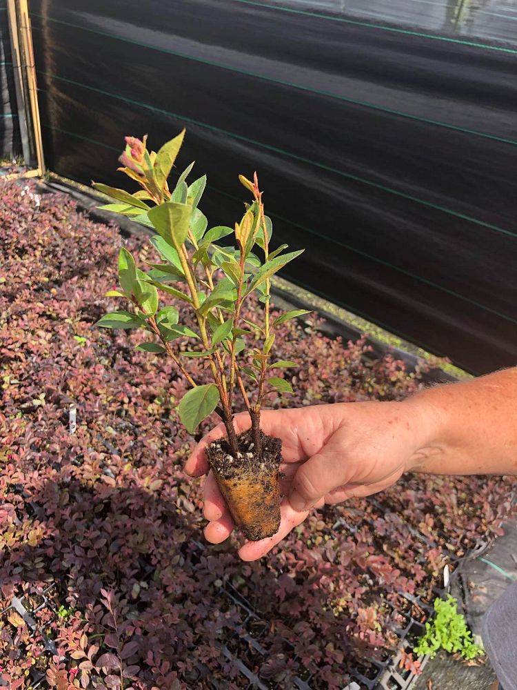 rhododendron-red-formosa-southern-indica-hybrid-azalea