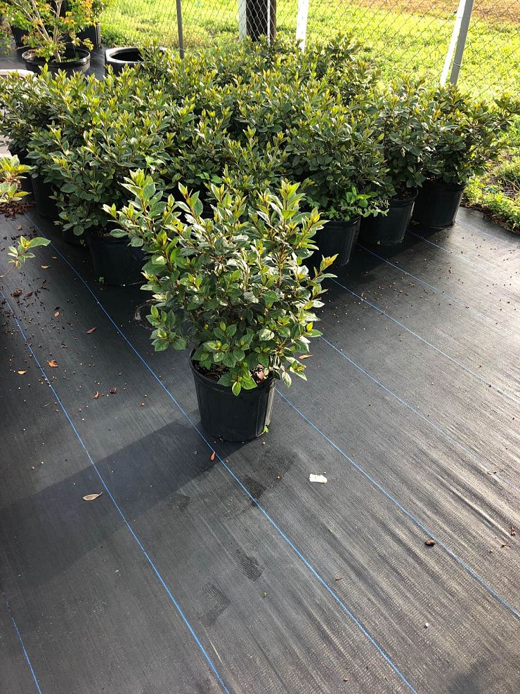 rhododendron-red-formosa-southern-indica-hybrid-azalea