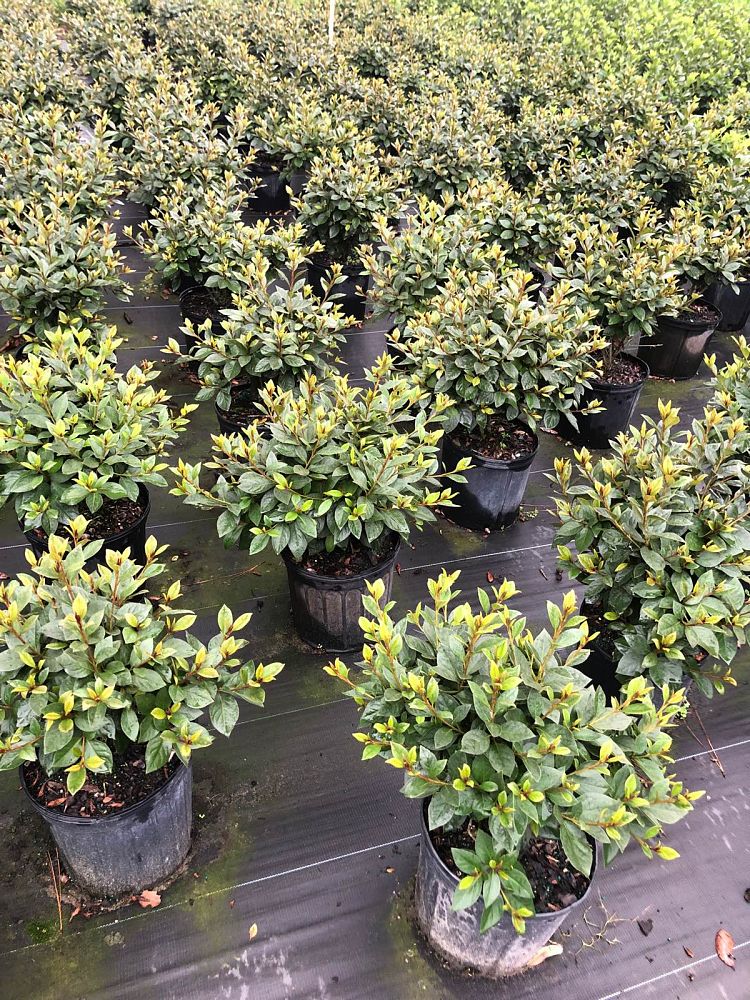 rhododendron-red-formosa-southern-indica-hybrid-azalea