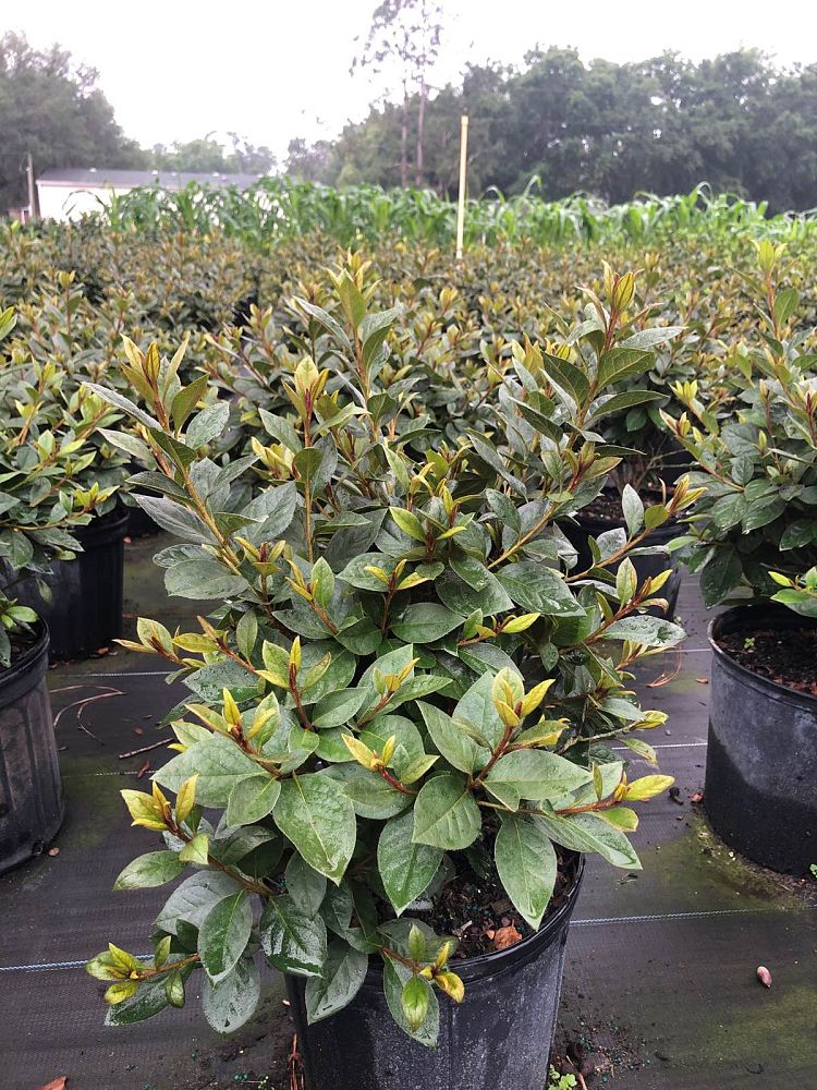 rhododendron-red-formosa-southern-indica-hybrid-azalea