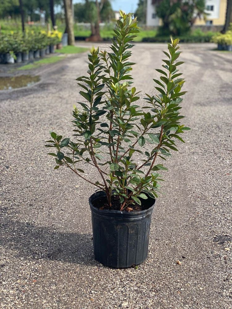 rhododendron-red-formosa-southern-indica-hybrid-azalea