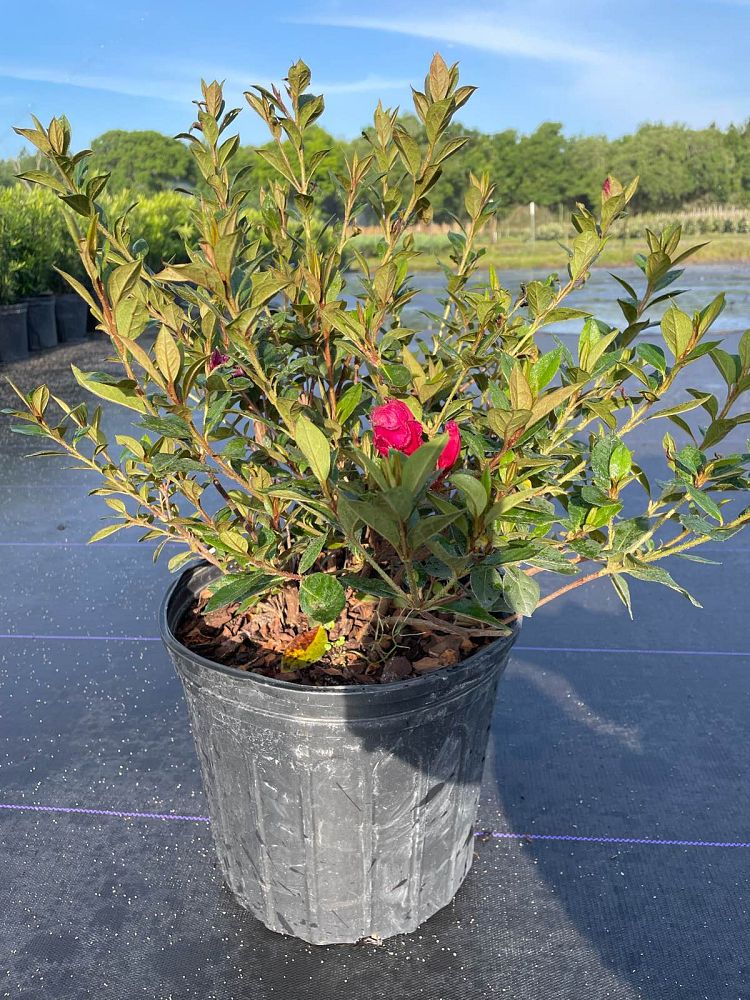 rhododendron-red-formosa-southern-indica-hybrid-azalea