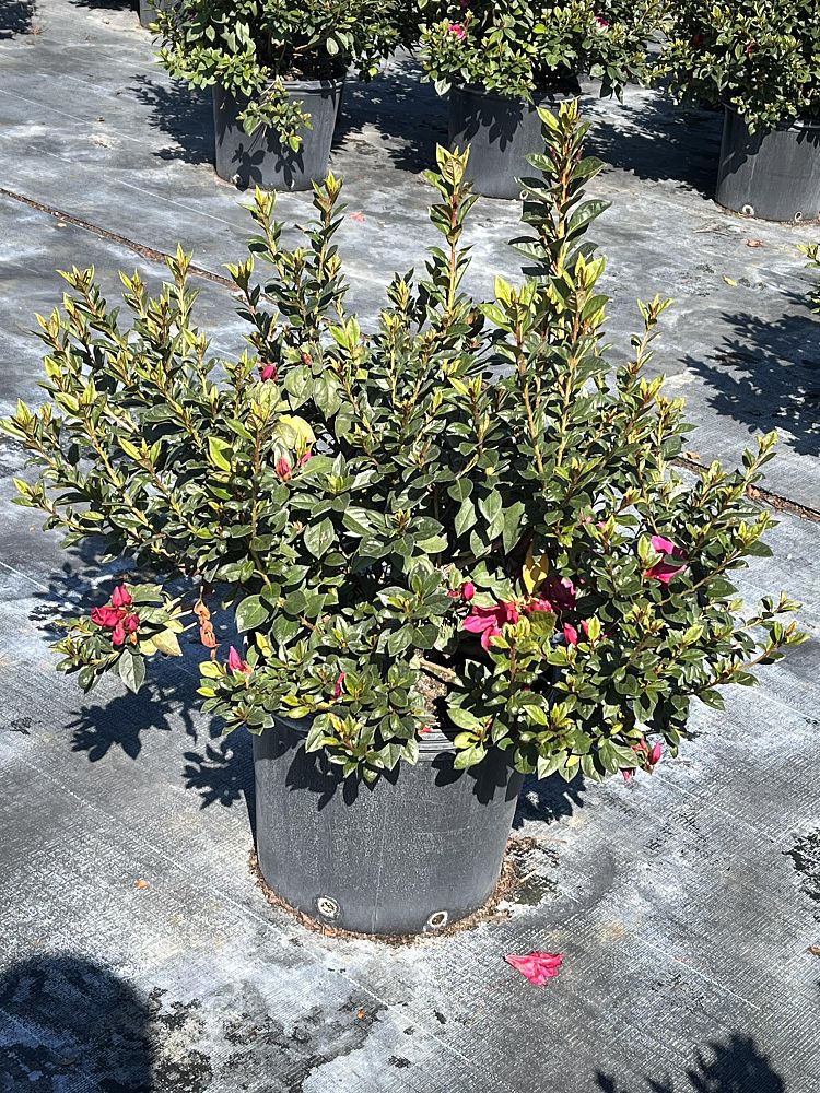 rhododendron-red-formosa-southern-indica-hybrid-azalea