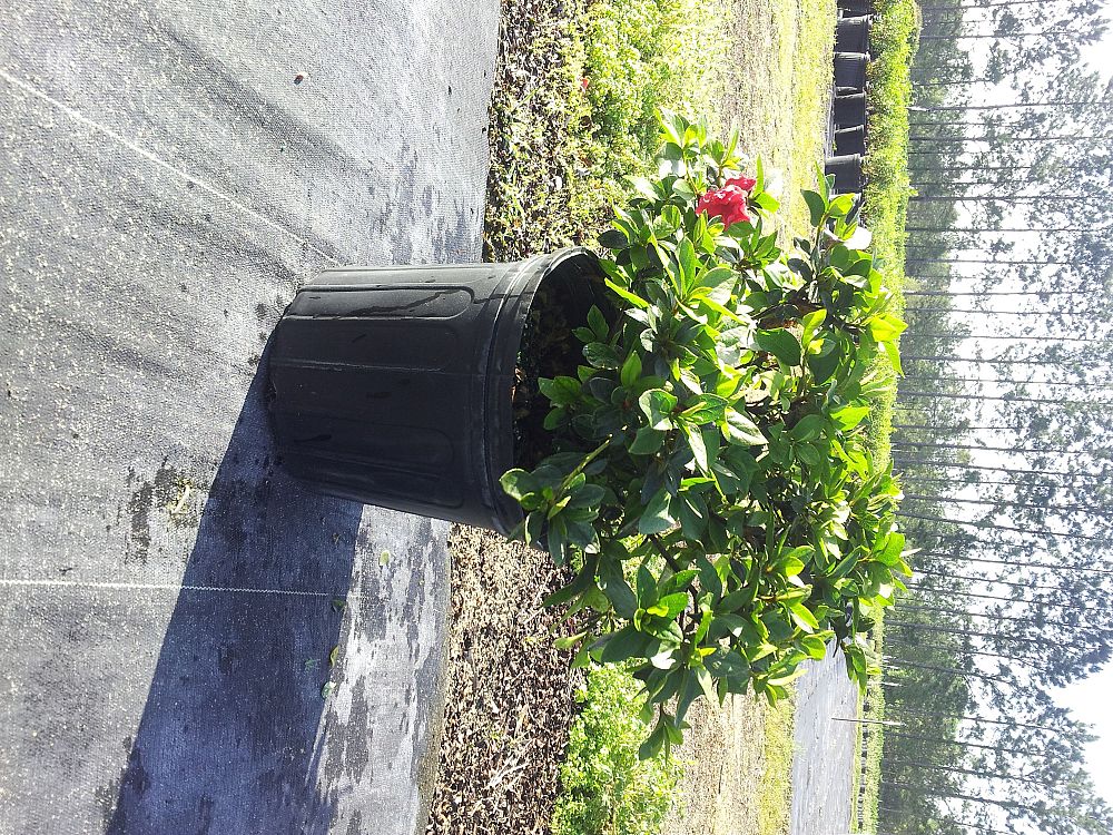 rhododendron-red-ruffles-rutherford-azalea