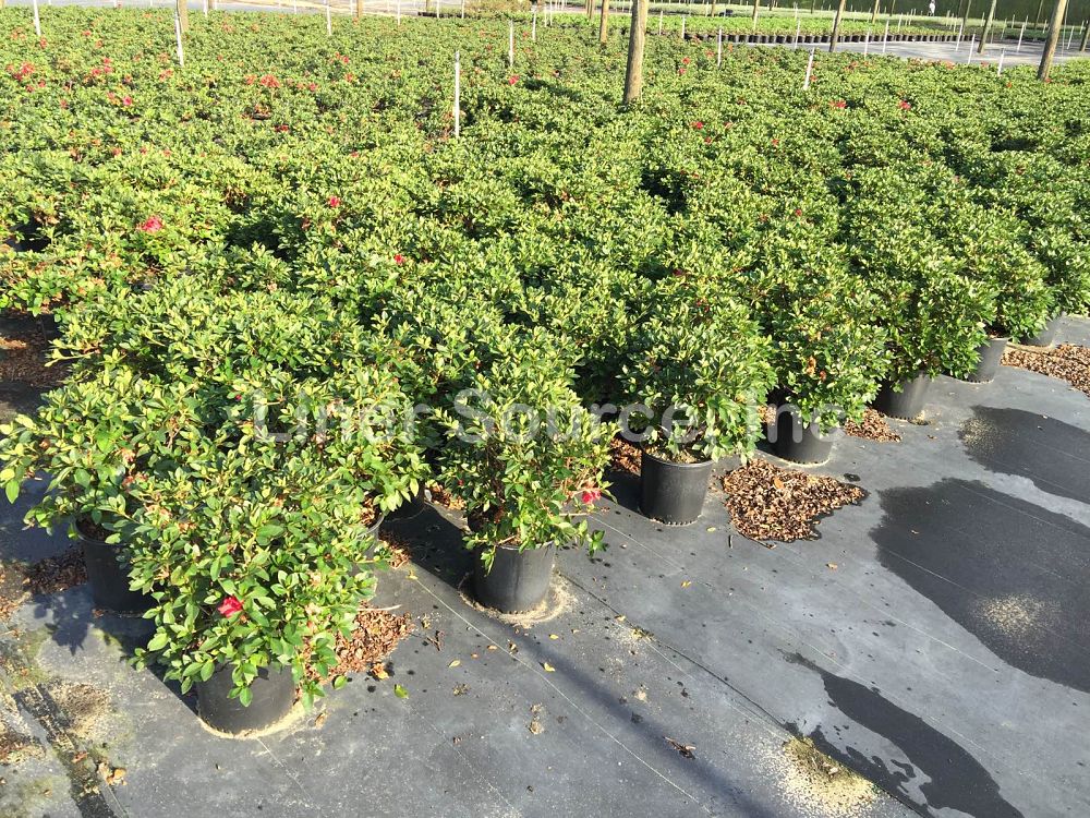 rhododendron-red-ruffles-rutherford-azalea