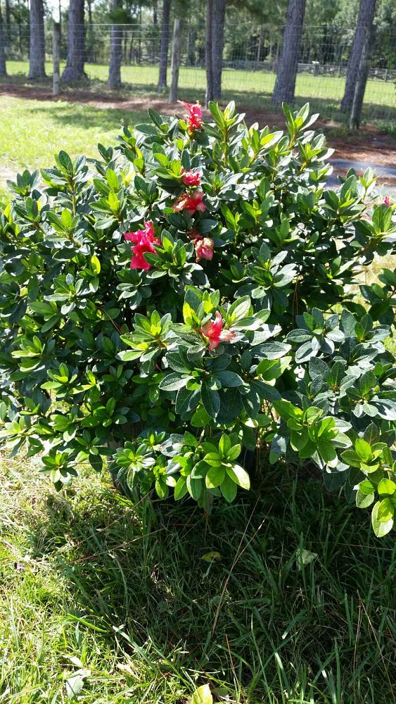 rhododendron-red-ruffles-rutherford-azalea