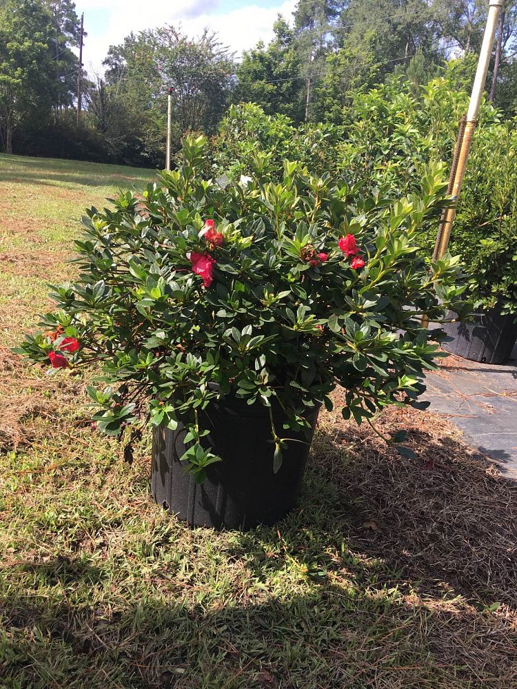 rhododendron-red-ruffles-rutherford-azalea