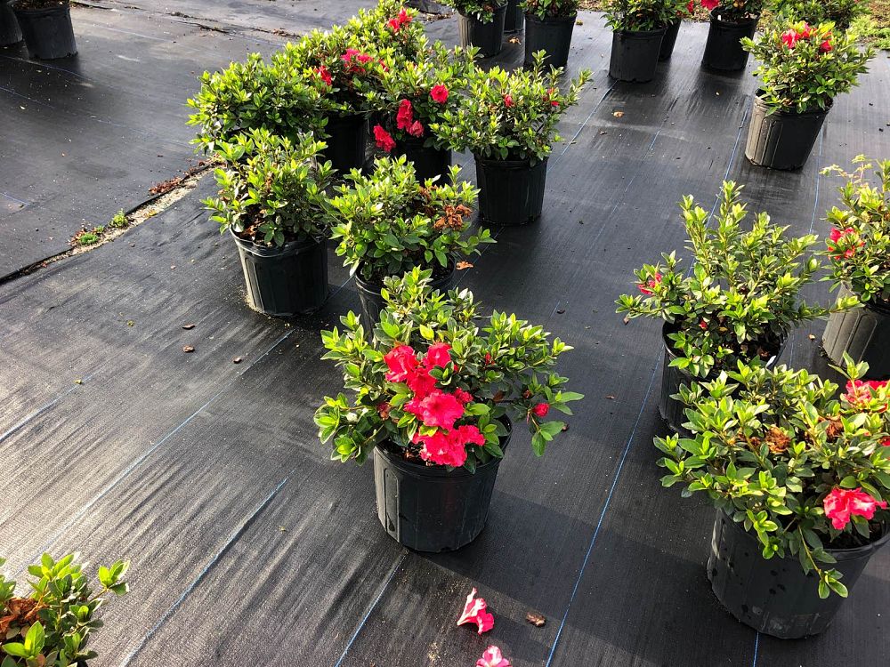 rhododendron-red-ruffles-rutherford-azalea