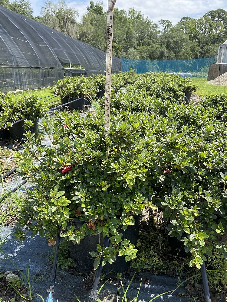rhododendron-red-ruffles-rutherford-azalea
