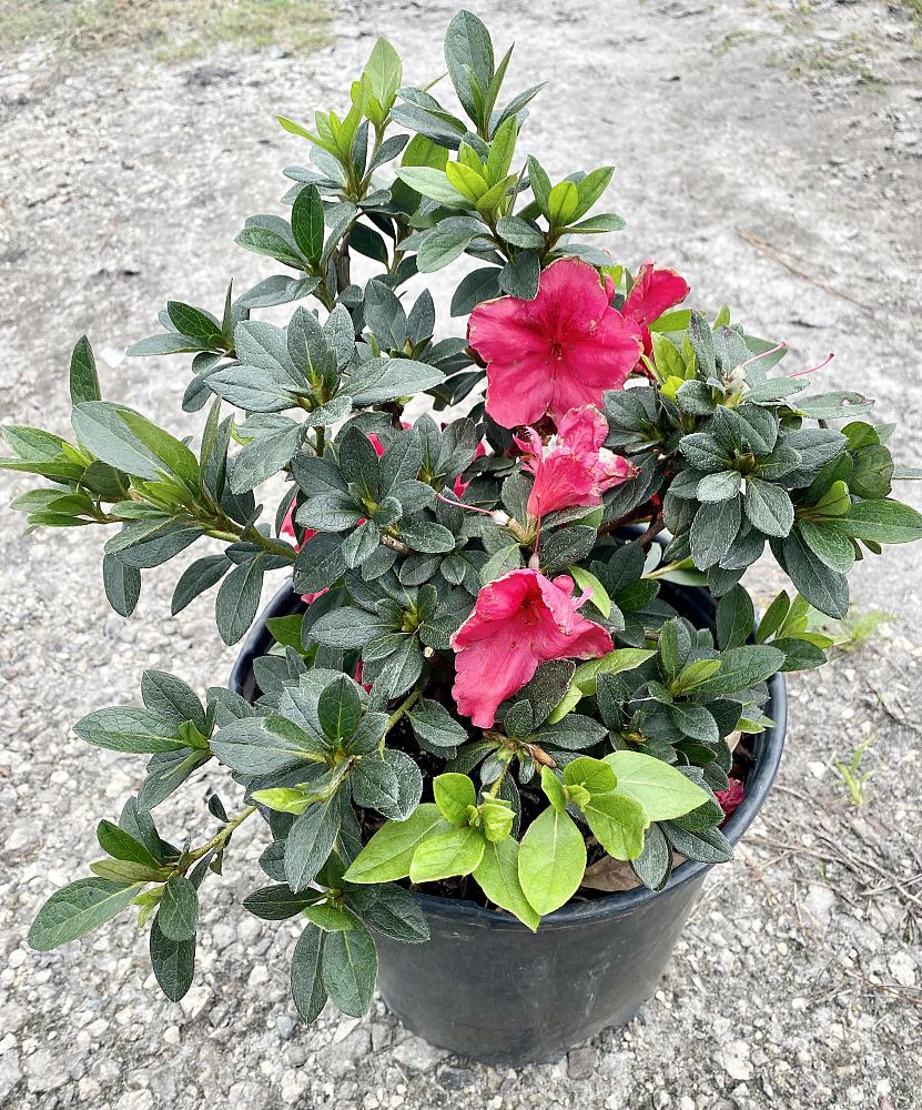 rhododendron-red-ruffles-rutherford-azalea