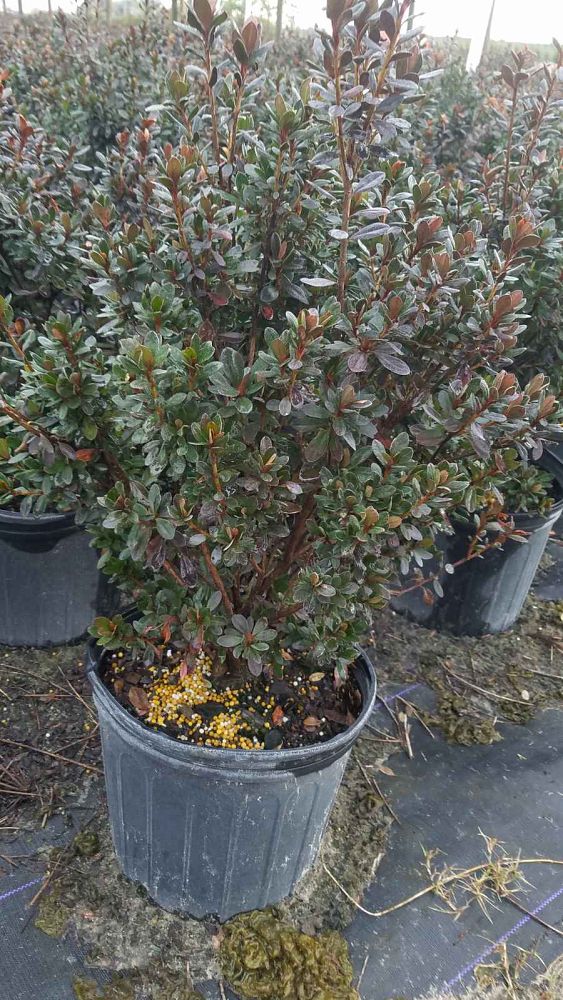 rhododendron-red-slipper-back-acre-azalea