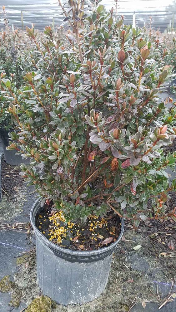 rhododendron-red-slipper-back-acre-azalea