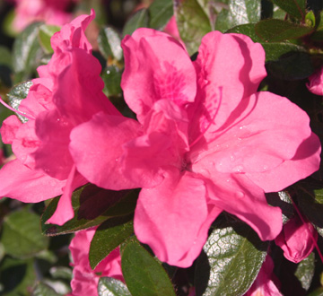 rhododendron-roblea-encore-reg-autumn-princess-reg-reblooming-azalea