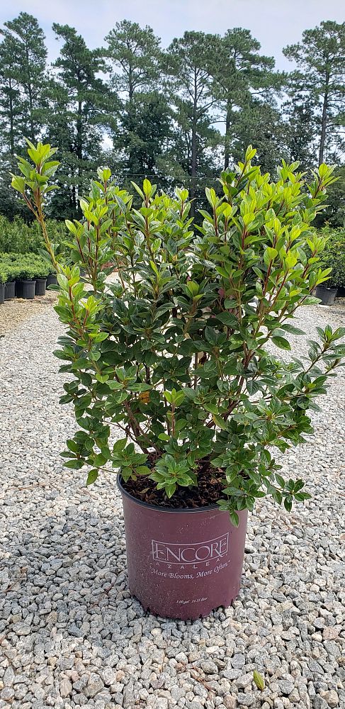 rhododendron-roblec-encore-reg-autumn-carnation-reg-reblooming-azalea
