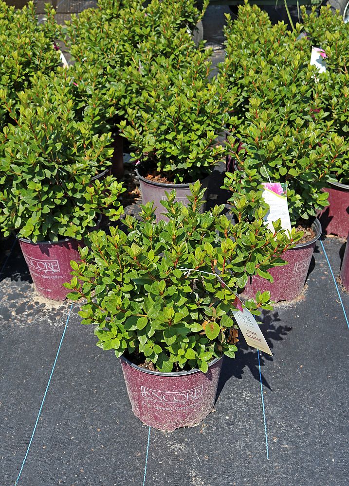 rhododendron-roblec-encore-reg-autumn-carnation-reg-reblooming-azalea
