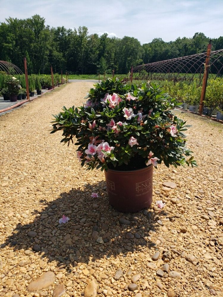 rhododendron-robled-encore-reg-autumn-chiffon-trade-reblooming-azalea