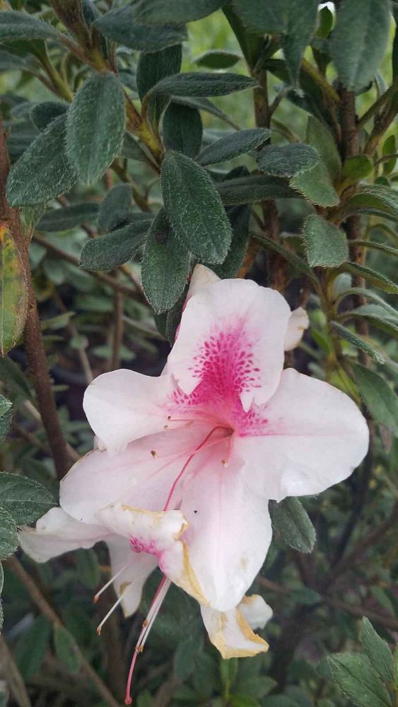 rhododendron-robled-encore-reg-autumn-chiffon-trade-reblooming-azalea