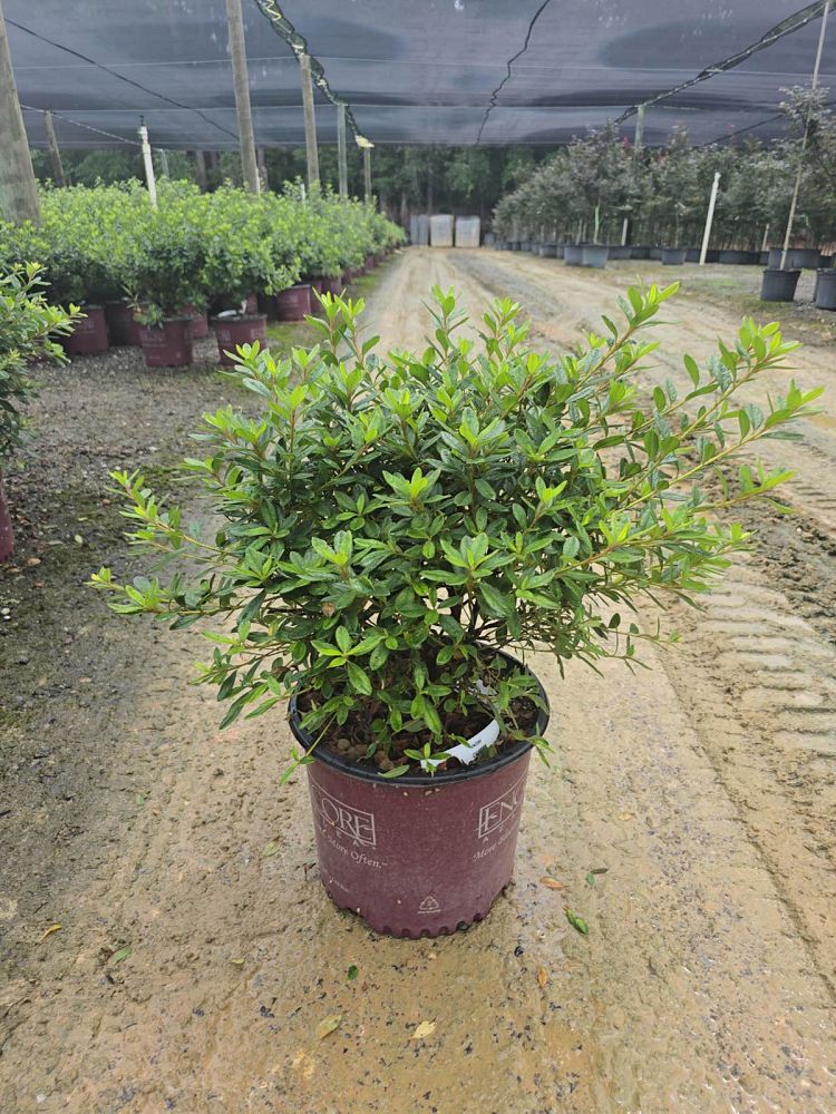 rhododendron-robled-encore-reg-autumn-chiffon-trade-reblooming-azalea