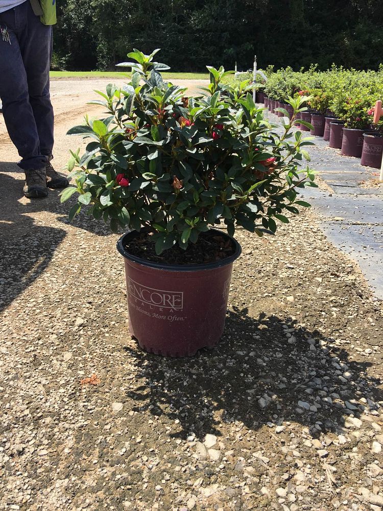 rhododendron-roblee-encore-reg-autumn-sangria-reg-reblooming-azalea