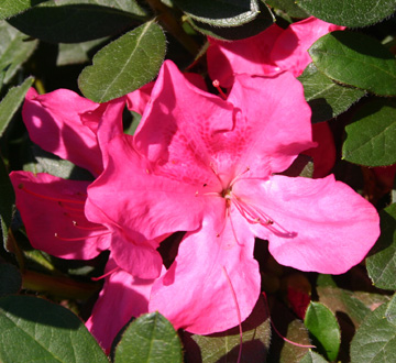 rhododendron-roblee-encore-reg-autumn-sangria-reg-reblooming-azalea