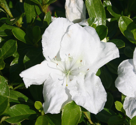 rhododendron-robleg-encore-reg-autumn-angel-reg-reblooming-azalea