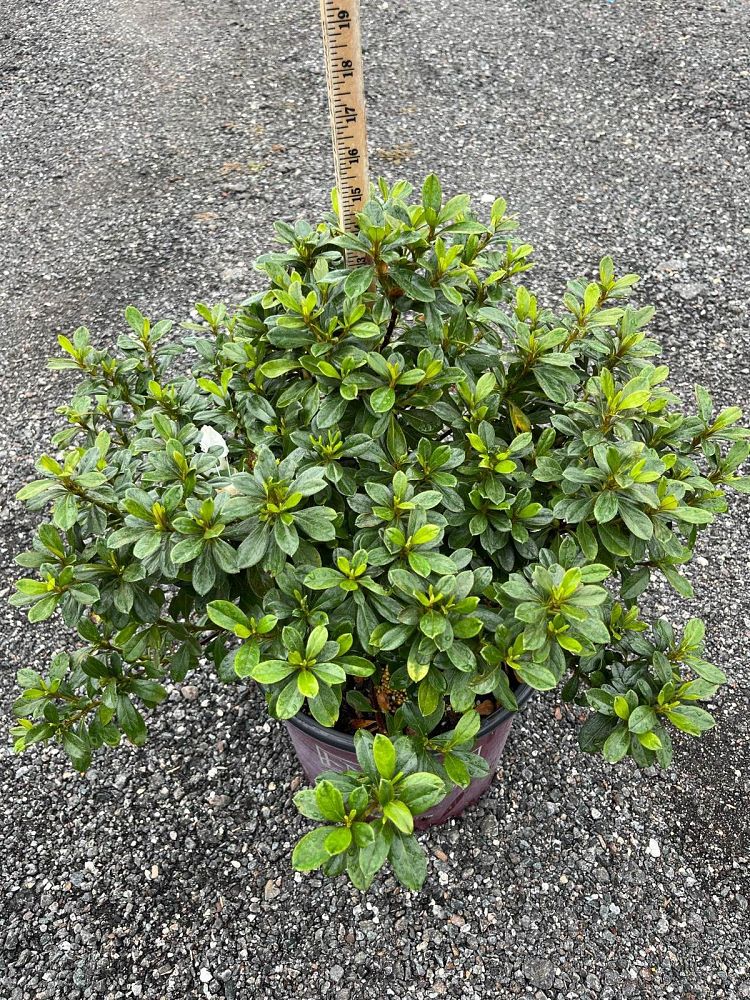 rhododendron-robleg-encore-reg-autumn-angel-reg-reblooming-azalea