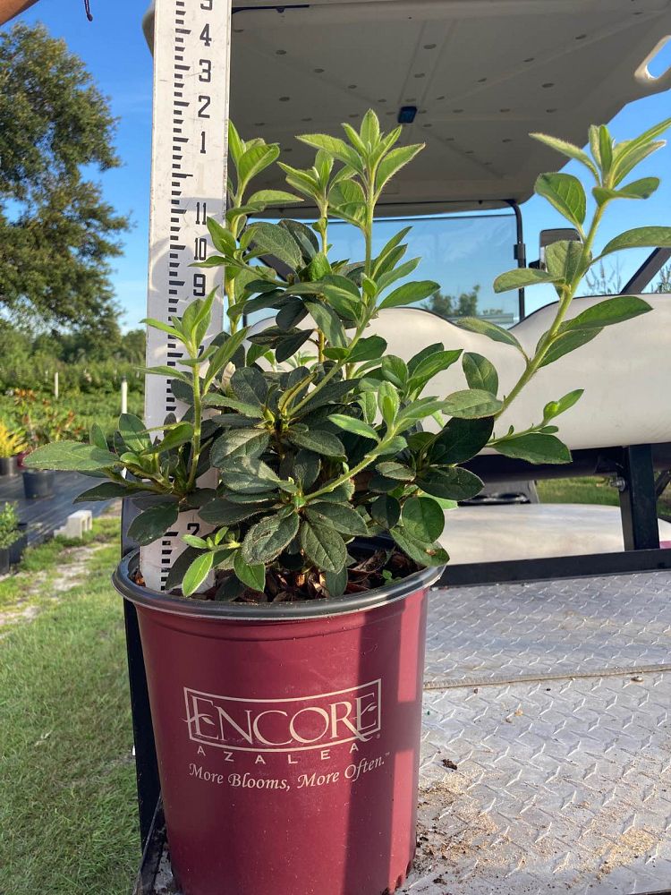 rhododendron-robleg-encore-reg-autumn-angel-reg-reblooming-azalea