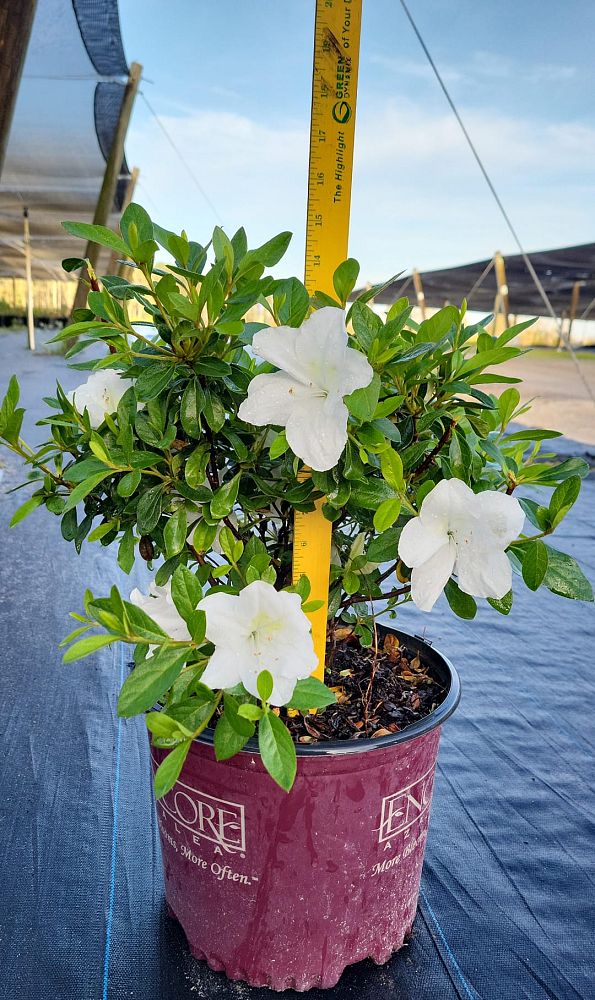 rhododendron-robleg-encore-reg-autumn-angel-reg-reblooming-azalea