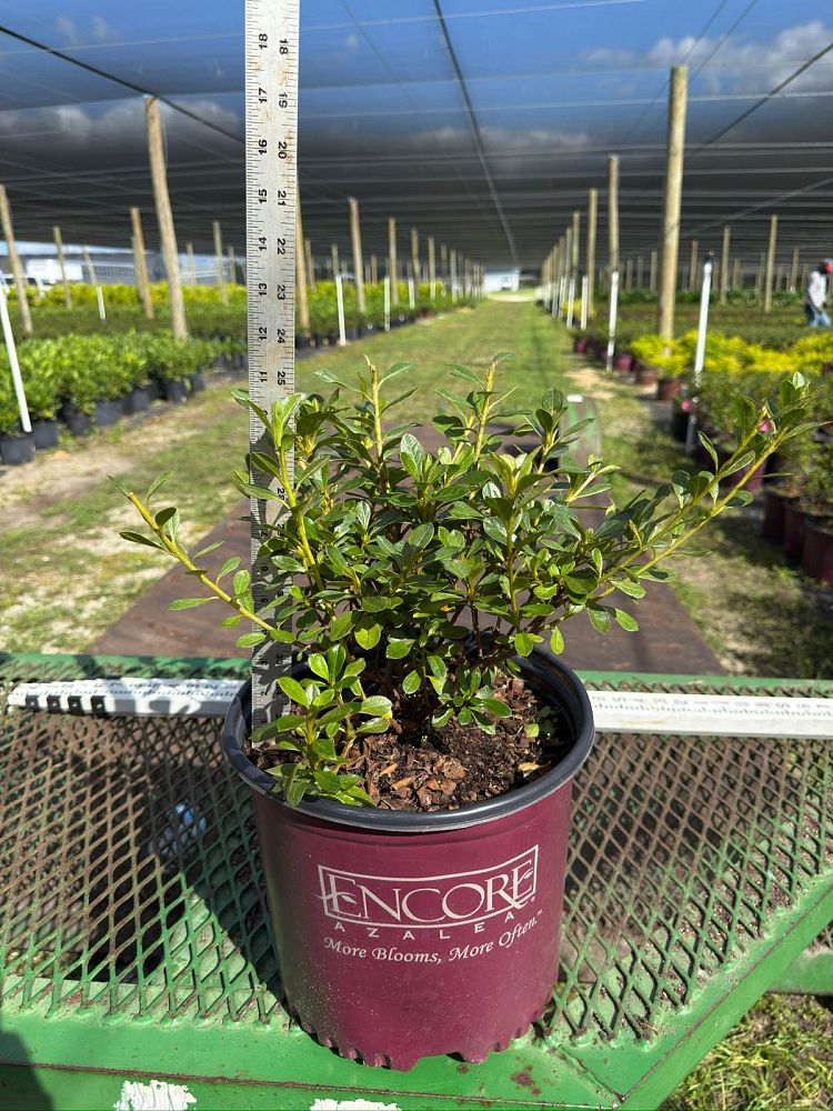 rhododendron-robleg-encore-reg-autumn-angel-reg-reblooming-azalea