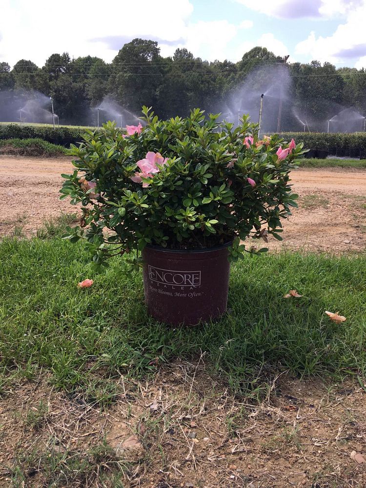 rhododendron-roblel-encore-reg-autumn-debutante-reg-reblooming-azalea