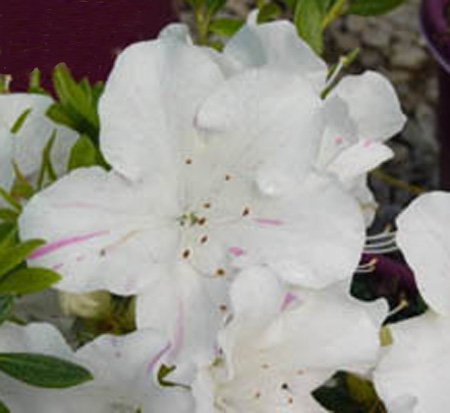 rhododendron-roblem-encore-reg-autumn-starlite-reg-reblooming-azalea