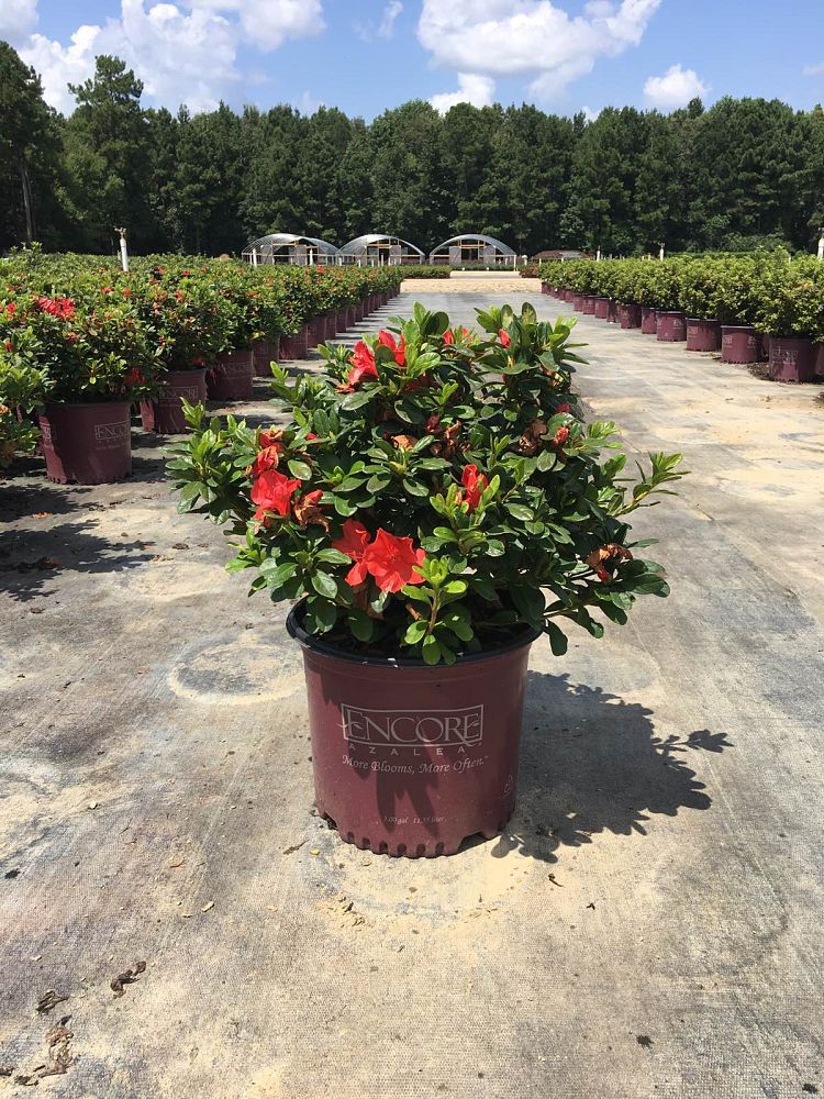 rhododendron-roblen-encore-reg-autumn-sunset-trade-reblooming-azalea
