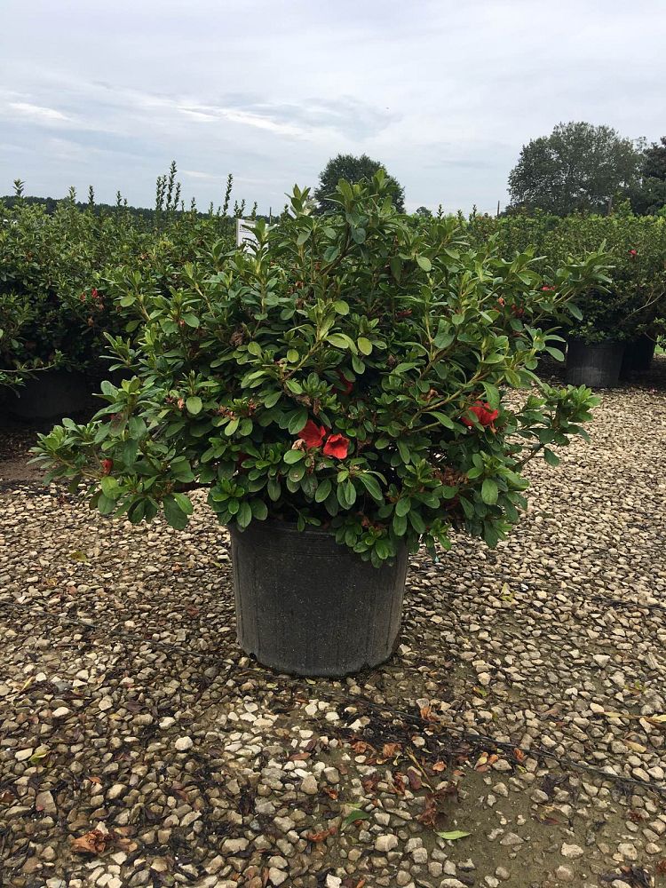 rhododendron-roblen-encore-reg-autumn-sunset-trade-reblooming-azalea