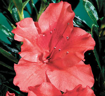 rhododendron-roblen-encore-reg-autumn-sunset-trade-reblooming-azalea