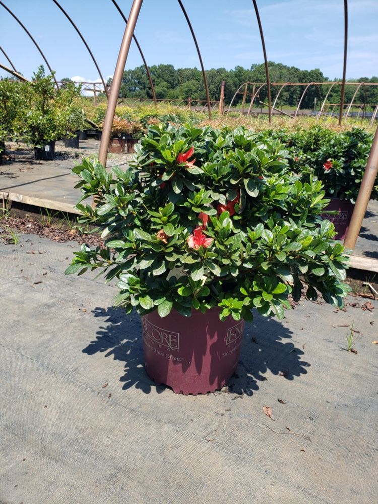 rhododendron-roblen-encore-reg-autumn-sunset-trade-reblooming-azalea
