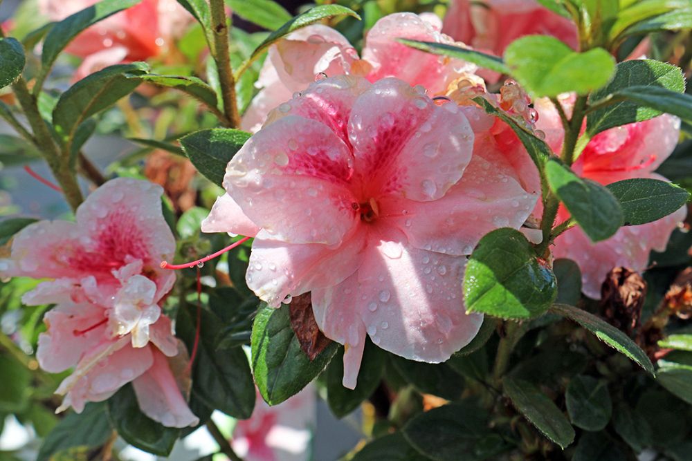 rhododendron-robleo-encore-reg-autumn-belle-reg-reblooming-azalea