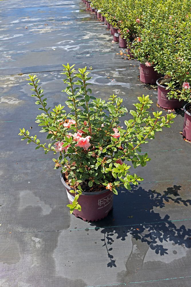 rhododendron-robleo-encore-reg-autumn-belle-reg-reblooming-azalea