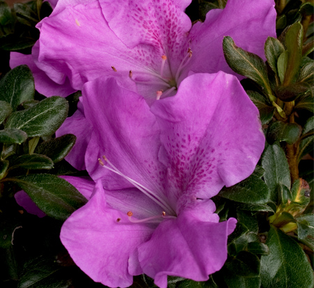 rhododendron-robles-encore-reg-autumn-lilac-reg-reblooming-azalea