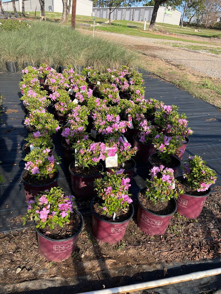 rhododendron-robles-encore-reg-autumn-lilac-reg-reblooming-azalea